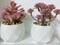 Artificial Succulent Plants in Pots Fake Potted Plant Mini Plants for Bedroom Home Bathroom Office Room Decor